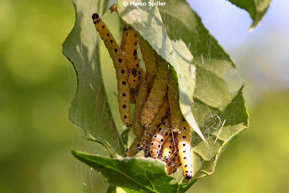 Bruco da identificare - Yponomeuta sp., Yponomeutidae